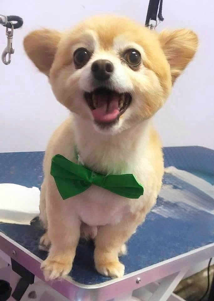 Nugget is registered to the contest to win money with this photo: dog, pet, bow_tie, groomed, happy, cute, animal, indoor, table, small_dog, fur, canine, smiling, face, ears, tongue, expression, domestic_animal, companion, green_bow