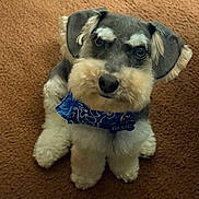 Blue is registered to the contest to win money with this photo: dog, schnauzer, pet, blue_bandana, carpet, fluffy, cute, eyebrows, animal, indoor, fur, small_dog, looking_up, adorable, mammal, companion, domestic_animal, portrait, sitting, brown_background