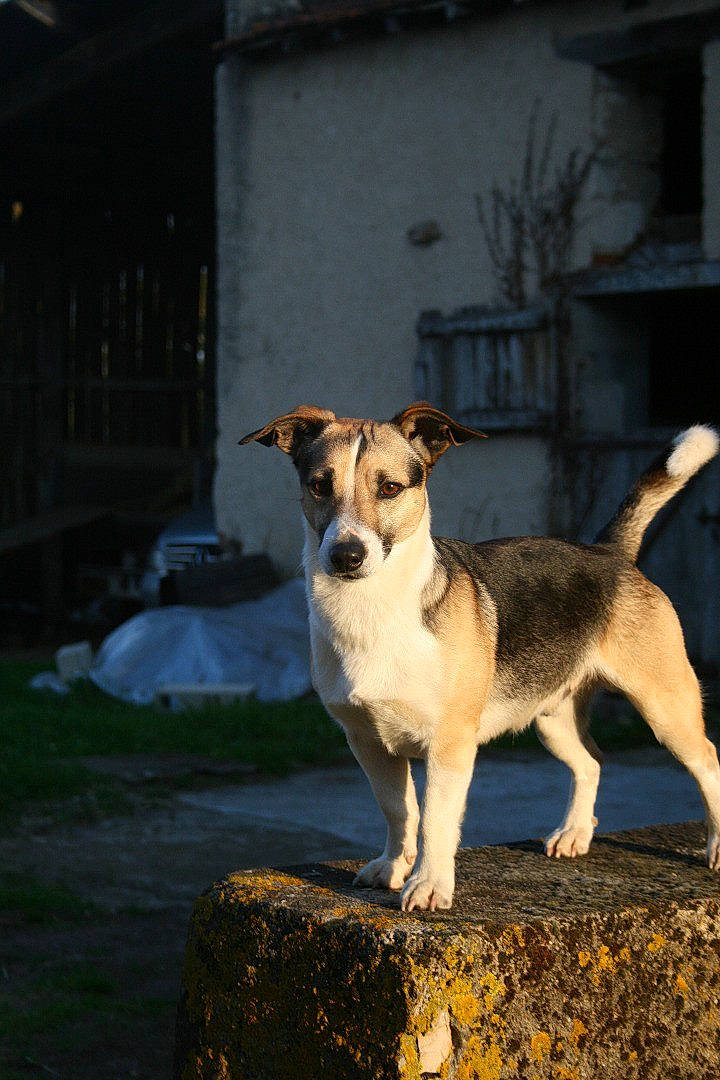 Rio participe au concours pour gagner de l'argent avec cette photo : ancient_dog_breeds, canidae, carnivore, companion_dog, dog, dog_breed, door, fawn, grass, plant, road, snout, sporting_group, street, street_dog, tail, working_dog