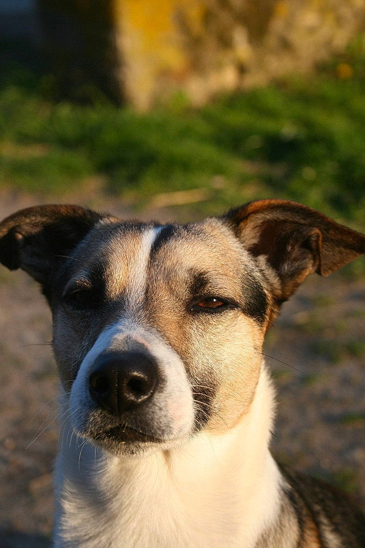 Rio participe au concours pour gagner de l'argent avec cette photo : canidae, carnivore, collar, companion_dog, dog, dog_breed, fawn, grass, snout, sporting_group, street_dog, terrestrial_animal, whiskers, wildlife, working_dog