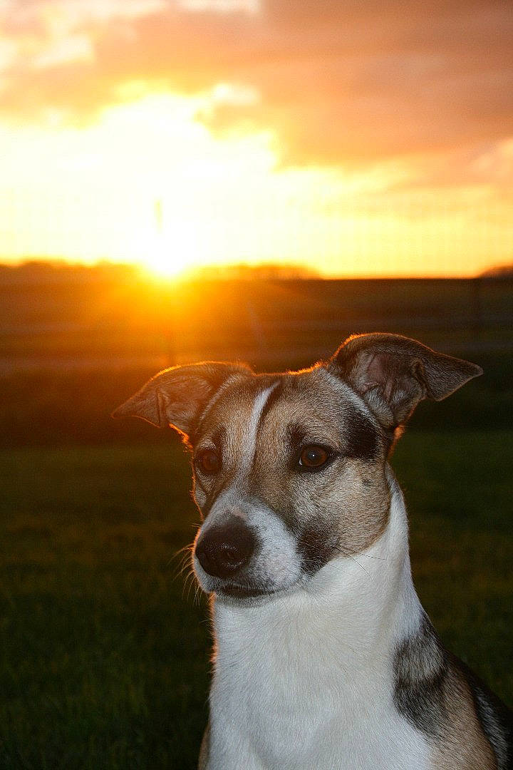 Rio a rejoint le concours — aidez-le/la à gagner de superbes lots ! afterglow, carnivore, cloud, collar, companion_dog, dog, dog_breed, evening, fawn, grass, grassland, horizon, landscape, sky, snout, sunrise, sunset, terrier, whiskers, working_animal