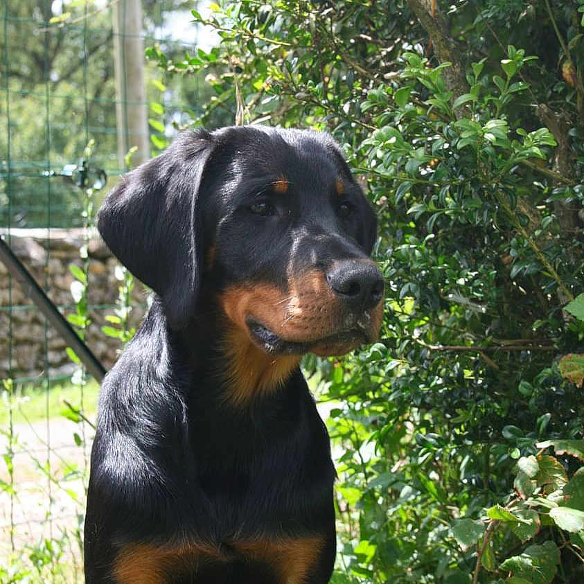 Volt participe au concours pour gagner de l'argent avec cette photo : animal, canine, dog, grass, grove, herbal, herbs, hound, jungle, land, leaf, nature, outdoors, pet, plant, puppy, rainforest, tree, vegetation, woodland