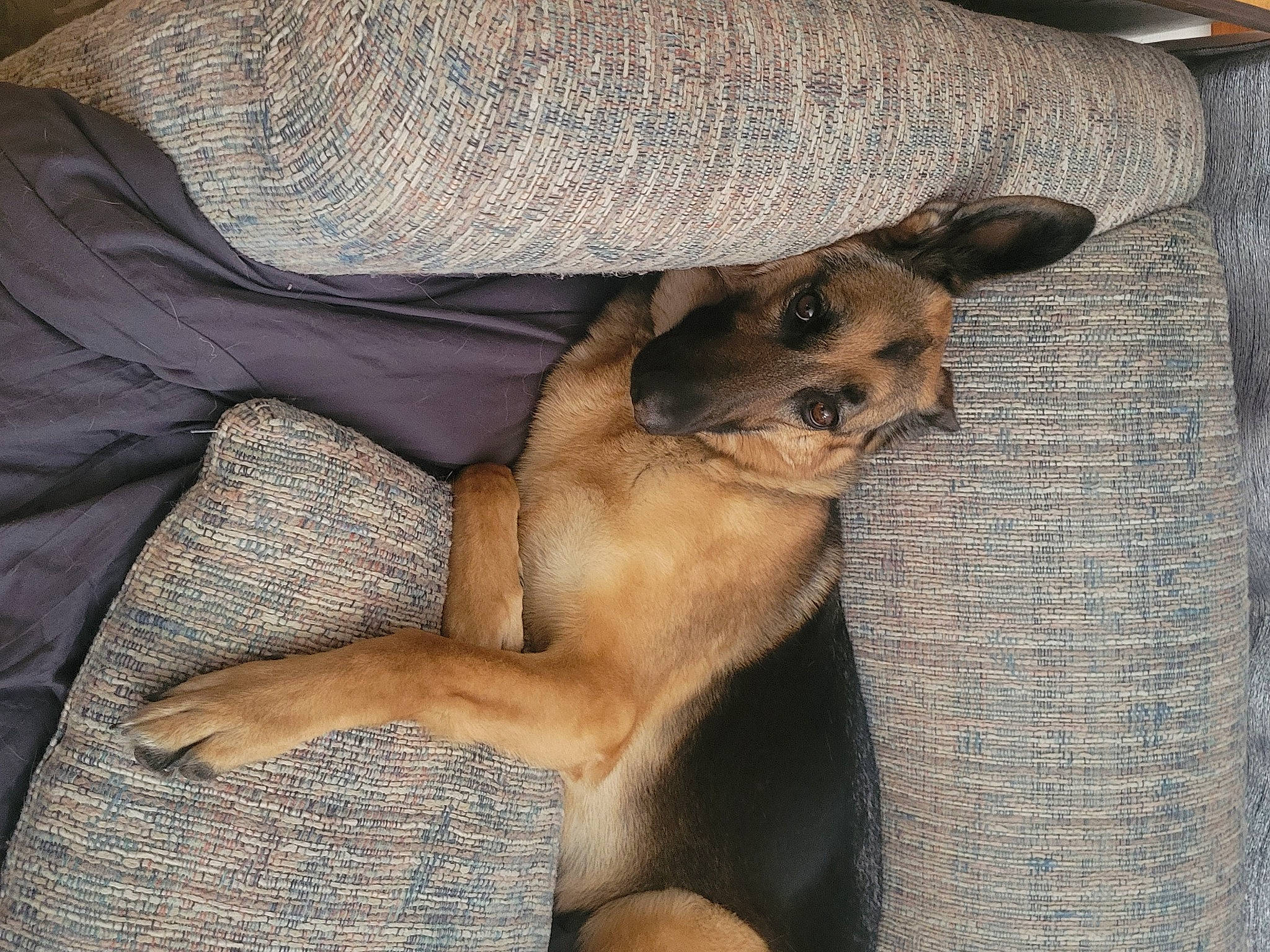 Nia joined the competition — help win amazing prizes! canidae, carnivore, comfort, companion_dog, dog, dog_breed, fawn, foot, fur, human_leg, paw, puppy, sporting_group, street_dog, terrestrial_animal, toy_dog, wildlife, working_animal