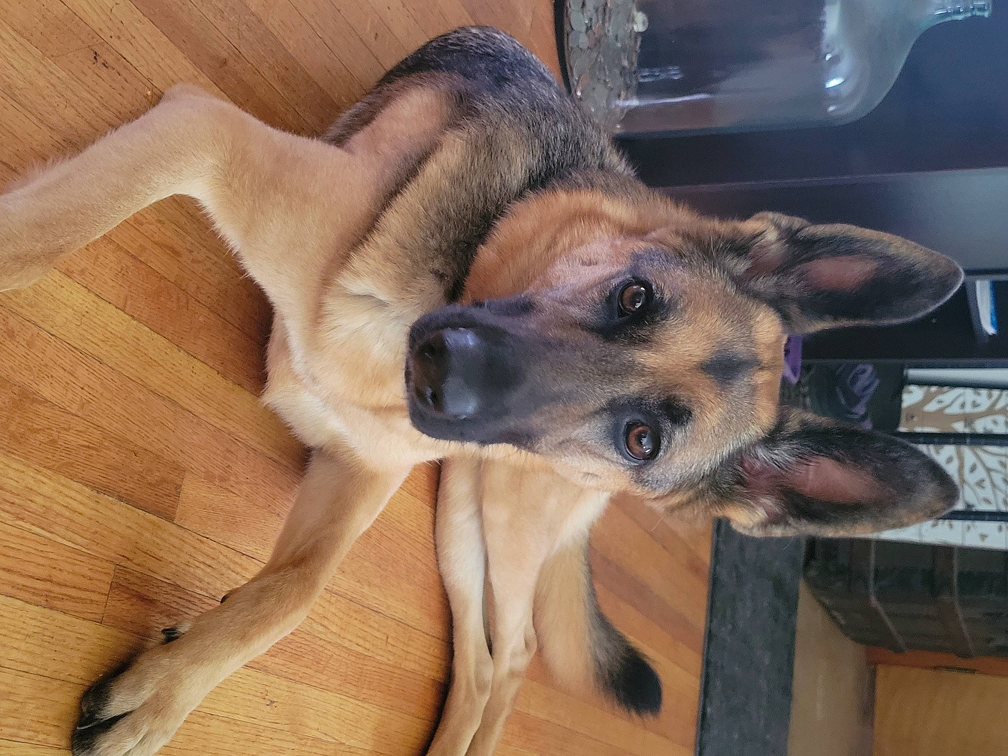 Nia is registered to the contest to win money with this photo: canidae, carnivore, companion_dog, dog, dog_breed, dog_supply, fawn, flooring, fur, german_shepherd_dog, hardwood, old_german_shepherd_dog, paw, sporting_group, terrestrial_animal, wood, working_dog