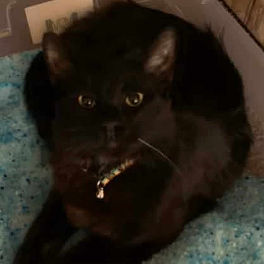 Demon