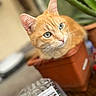 Moosh Moosh participe au concours pour gagner de l'argent avec cette photo : abyssinian, animal, box, cat, computer, cookware, electronics, jar, kitten, manx, pet, plant, planter, plywood, pot, pottedplant, pottery, text, vase, wood