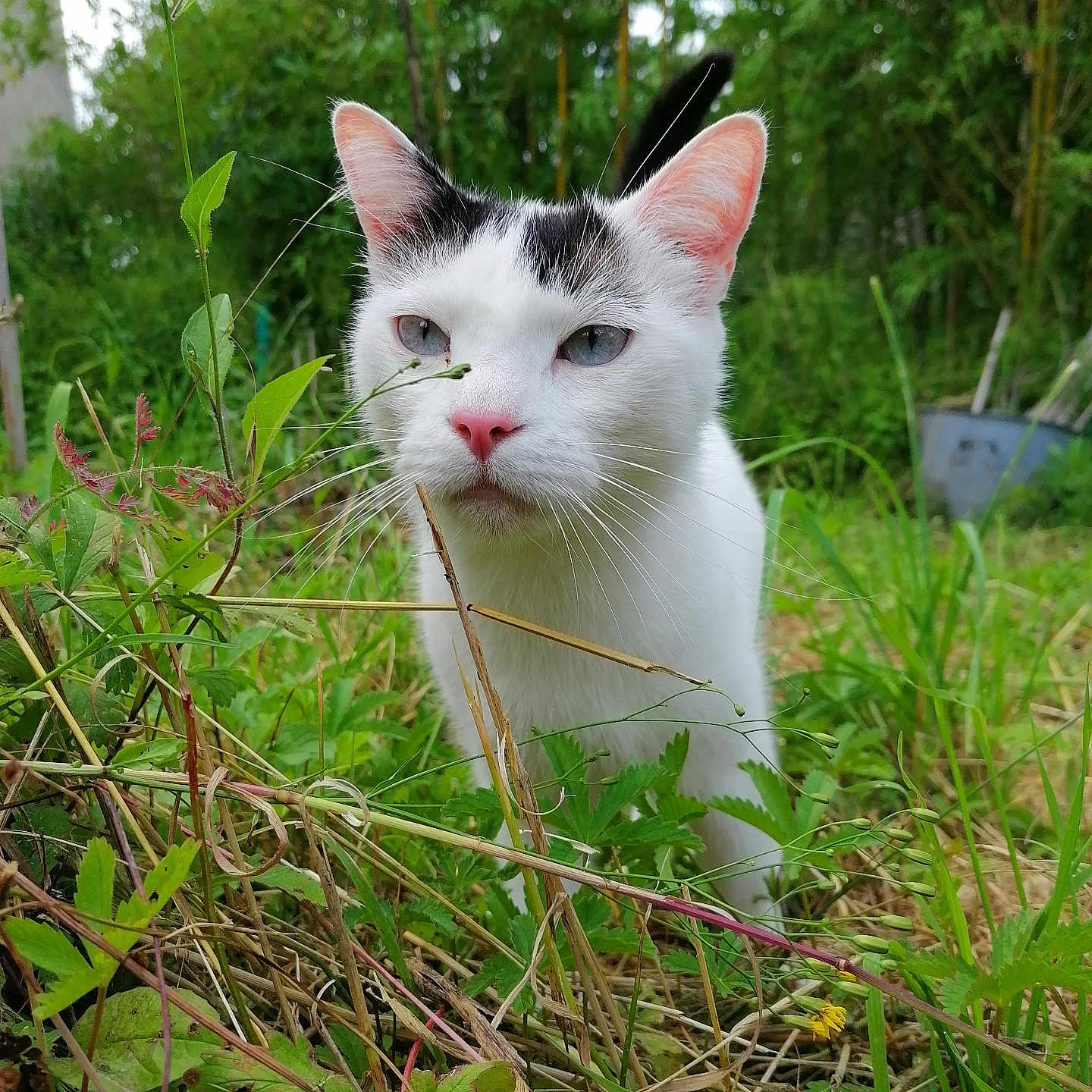 Opale a rejoint le concours — aidez-le/la à gagner de superbes lots ! angora, animal, cat, field, flower, grass, grassland, green, herbal, herbs, kitten, nature, outdoors, pet, plant, pottedplant, soil, tree, vegetation, yard