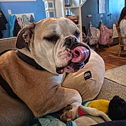 Meatball is registered to the contest to win money with this photo: bulldog, dog, tongue, licking, couch, blanket, pillow, star_wars, indoor, living_room, furniture, pet, animal, relaxed, home, person, backpack, stairs, wood_floor, casual