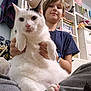 Bosco is registered to the contest to win money with this photo: child, cat, indoor, bookshelf, books, sitting, white_cat, black_markings, smile, home, shelf, toy, bracelet, casual_clothing, wall, furniture, cozy, pet, person, relaxing