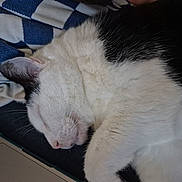 Bosco joined the competition — help win amazing prizes! cat, sleeping, black_and_white, fur, close_up, blanket, fabric, domestic_animal, pet, resting, whiskers, ear, nose, paw, indoor, cozy, laptop, soft, comfort, relaxed