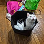 cat, black_and_white, basket, wooden_floor, indoor, curious, pet, feline, container, slippers, pink_bag, green_bag, flooring, domestic, animal, whiskers, ears, looking_up, cozy, household