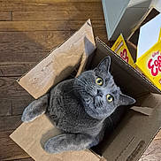Storm joined the competition — help win amazing prizes! cat, gray_cat, cardboard_box, wooden_floor, yellow_eyes, indoor, pet, curious, feline, box, floor, kelloggs, eggo_box, home, domestic_animal, looking_up, cozy, animal, playful, cute