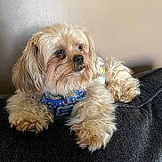 Teddy joined the competition — help win amazing prizes! animal, canine, collar, companion, cream_color, cute, dog, dog_tag, domestic_animal, fluffy, fur, household, indoor, mammal, pet, portrait, relaxed, resting, side_view, small_dog