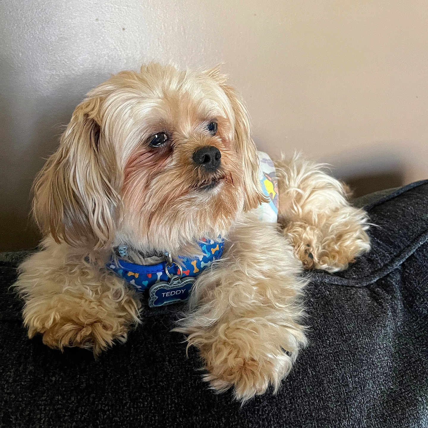 Teddy joined the competition — help win amazing prizes! animal, canine, collar, companion, cream_color, cute, dog, dog_tag, domestic_animal, fluffy, fur, household, indoor, mammal, pet, portrait, relaxed, resting, side_view, small_dog