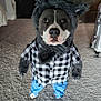 dog, costume, werewolf, clothing, carpet, indoor, pet, animal, black_and_white, blue_pants, checkered_shirt, ears, claws, standing, cute, funny, face, fur, eyes, nose