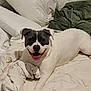 dog, canine, pet, bed, bedding, white_bedspread, green_blanket, indoor, smiling, tongue_out, happy, lying_down, face, ears, fur, comfort, relaxed, domestic_animal, resting, cute