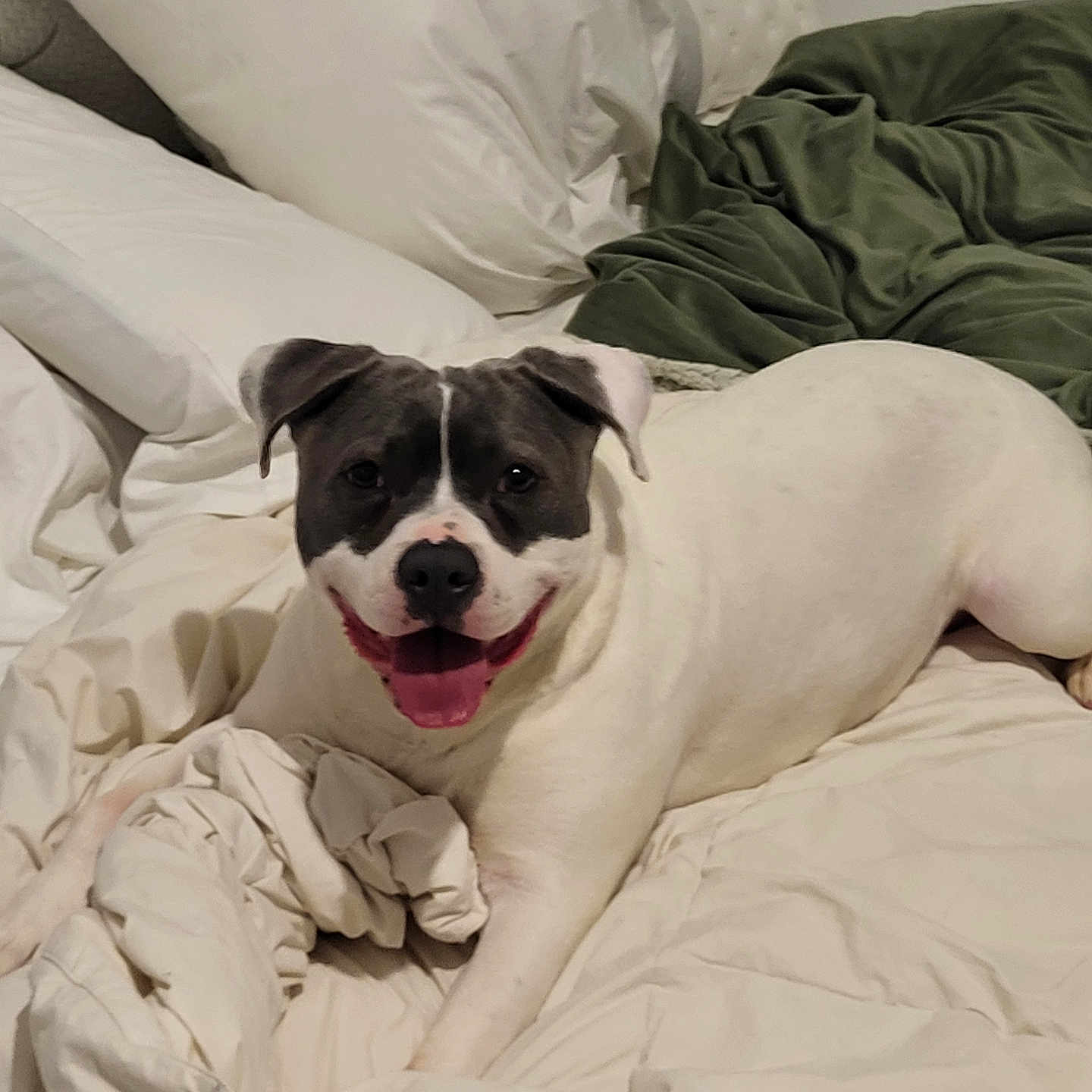 Luna is registered to the contest to win money with this photo: bed, bedding, canine, comfort, cute, dog, domestic_animal, ears, face, fur, green_blanket, happy, indoor, lying_down, pet, relaxed, resting, smiling, tongue_out, white_bedspread