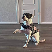 Luna is registered to the contest to win money with this photo: dog, indoor, wooden_floor, plaid_jacket, pet, canine, white_door, wall, paw_raised, sitting, looking_up, domestic_animal, flooring, house, cute, animal, fur, ears, tail, companion