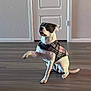 dog, indoor, wooden_floor, plaid_jacket, pet, canine, white_door, wall, paw_raised, sitting, looking_up, domestic_animal, flooring, house, cute, animal, fur, ears, tail, companion