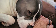 Luna is registered to the contest to win money with this photo: dog, hand, couch, resting, indoor, brown, gray, white, fur, pet, comfort, relaxation, human, affection, jewelry, bracelet, ring, living_room, blanket, furniture