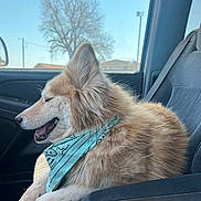 Lucy is registered to the contest to win money with this photo: dog, animal, pet, car, vehicle, bandana, fur, window, seat, happy, canine, mammal, transportation, daytime, outdoor, tree, sky, side_view, relaxing, travel