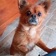 Rocky participe au concours pour gagner de l'argent avec cette photo : alert, animal, brown_fur, close_up, companion, curious, cute, dog, domestic, ears_up, fluffy, furry, hind_legs, indoor, looking_up, pet, small_dog, standing, tile_floor, wooden_cabinet