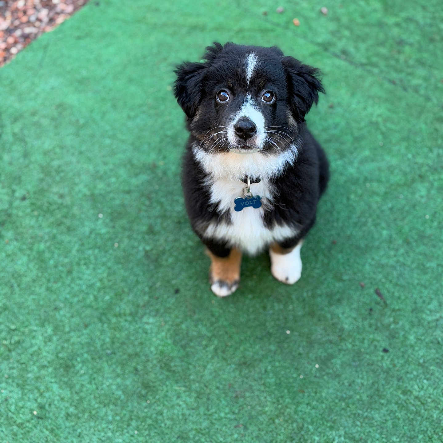Volt participe au concours pour gagner de l'argent avec cette photo : accessories, animal, ball, canine, cockerspaniel, collie, dog, grass, green, husky, lawn, leash, papillon, pet, plant, puppy, rock, slate, sport, strap