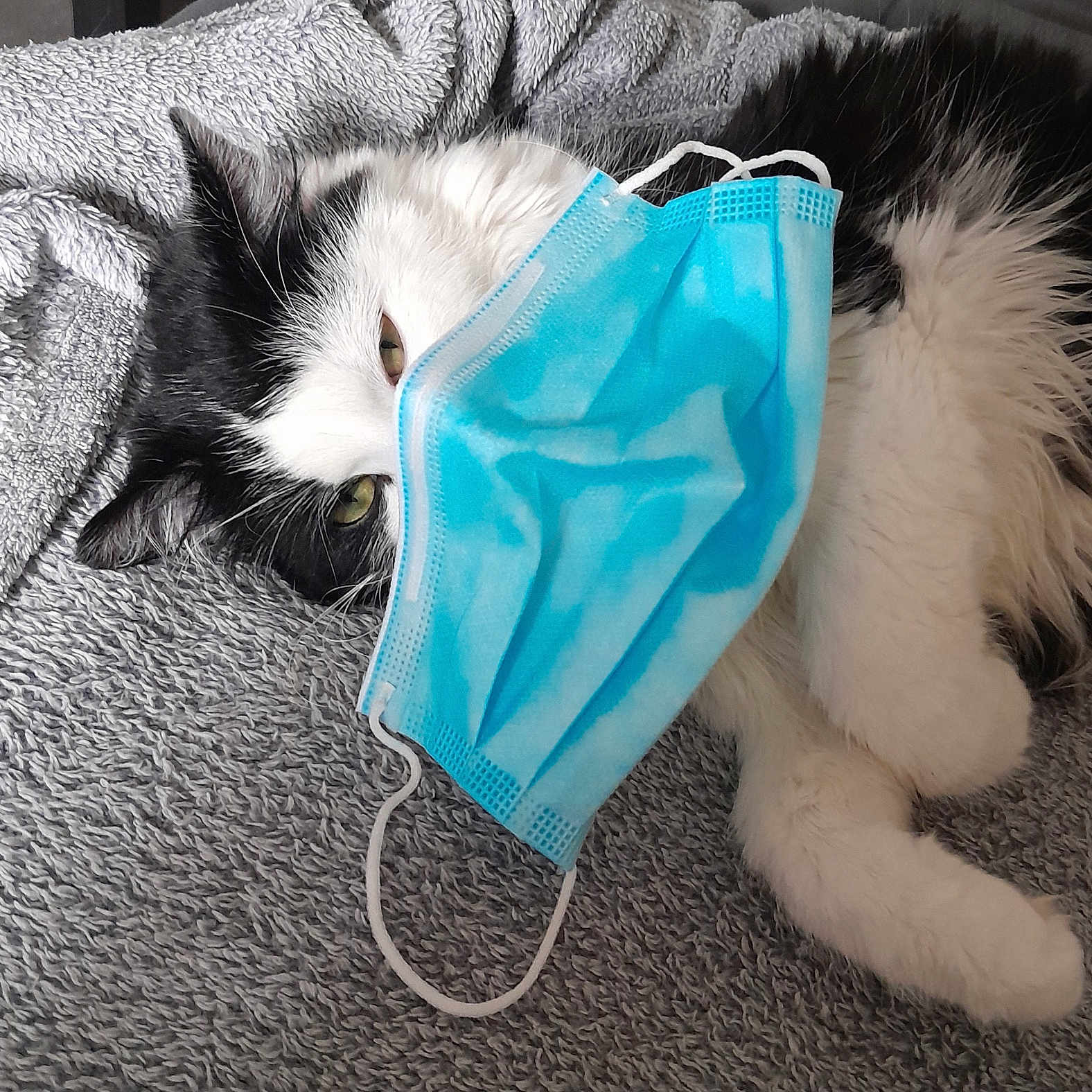 Apic participe au concours pour gagner de l'argent avec cette photo : animal, black_and_white, blanket, blue_mask, cat, close_up, cozy, cute, domestic, fluffy, fur, indoor, laying_down, mask, one_eye_visible, pet, portrait, relaxed, resting, texture