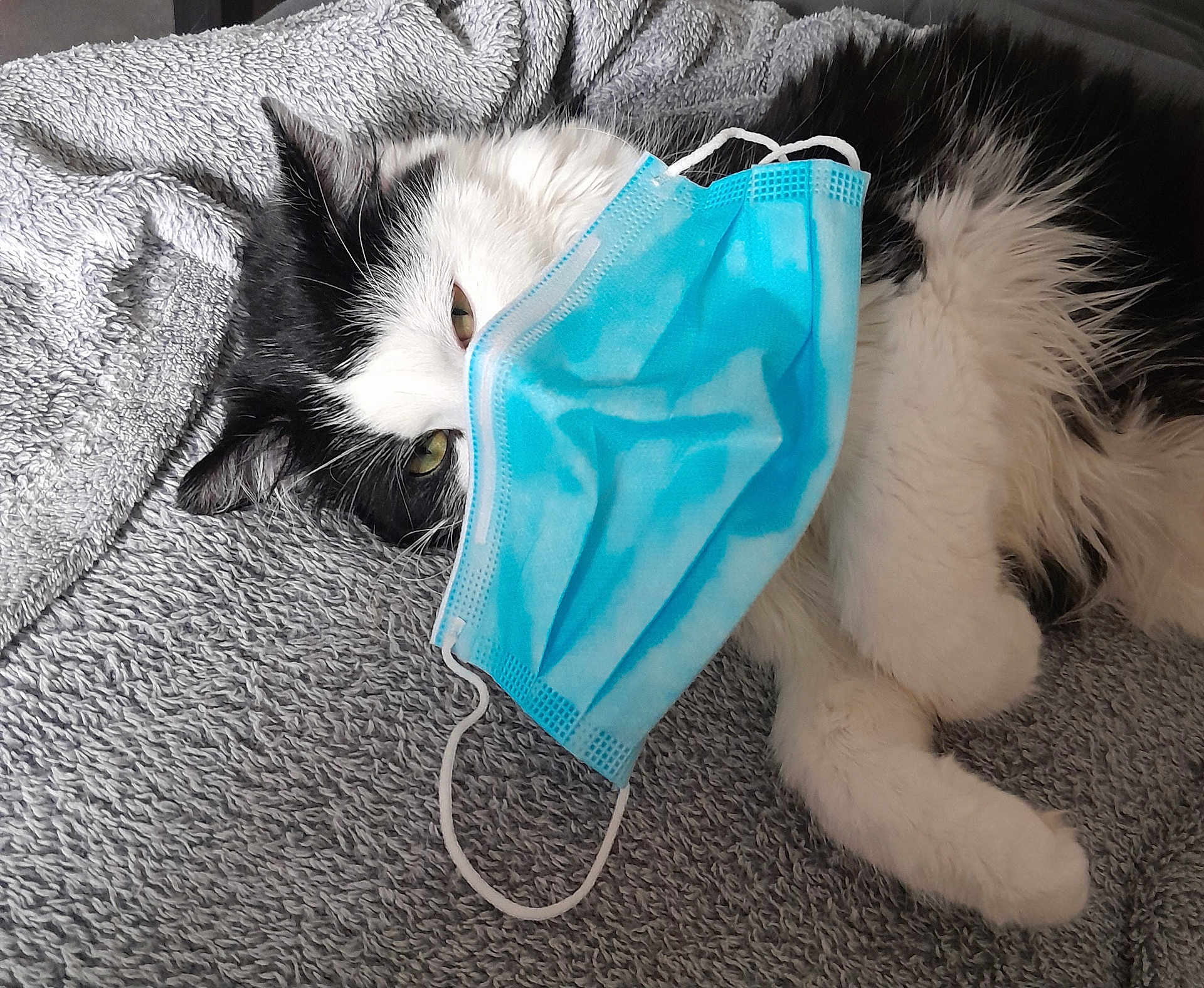 Apic participe au concours pour gagner de l'argent avec cette photo : cat, mask, blue_mask, black_and_white, fluffy, pet, indoor, resting, blanket, texture, fur, cute, animal, laying_down, cozy, domestic, portrait, one_eye_visible, close_up, relaxed