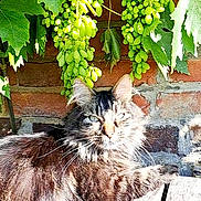 Rocket a rejoint le concours — aidez-le/la à gagner de superbes lots ! cat, tabby, fluffy, grapes, grapevine, green_leaves, brick_wall, wooden_surface, sunlight, outdoor, nature, plant, vine, relaxing, animal, pet, feline, closeup, daylight, leaf
