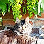 cat, tabby, fluffy, grapes, grapevine, green_leaves, brick_wall, wooden_surface, sunlight, outdoor, nature, plant, vine, relaxing, animal, pet, feline, closeup, daylight, leaf