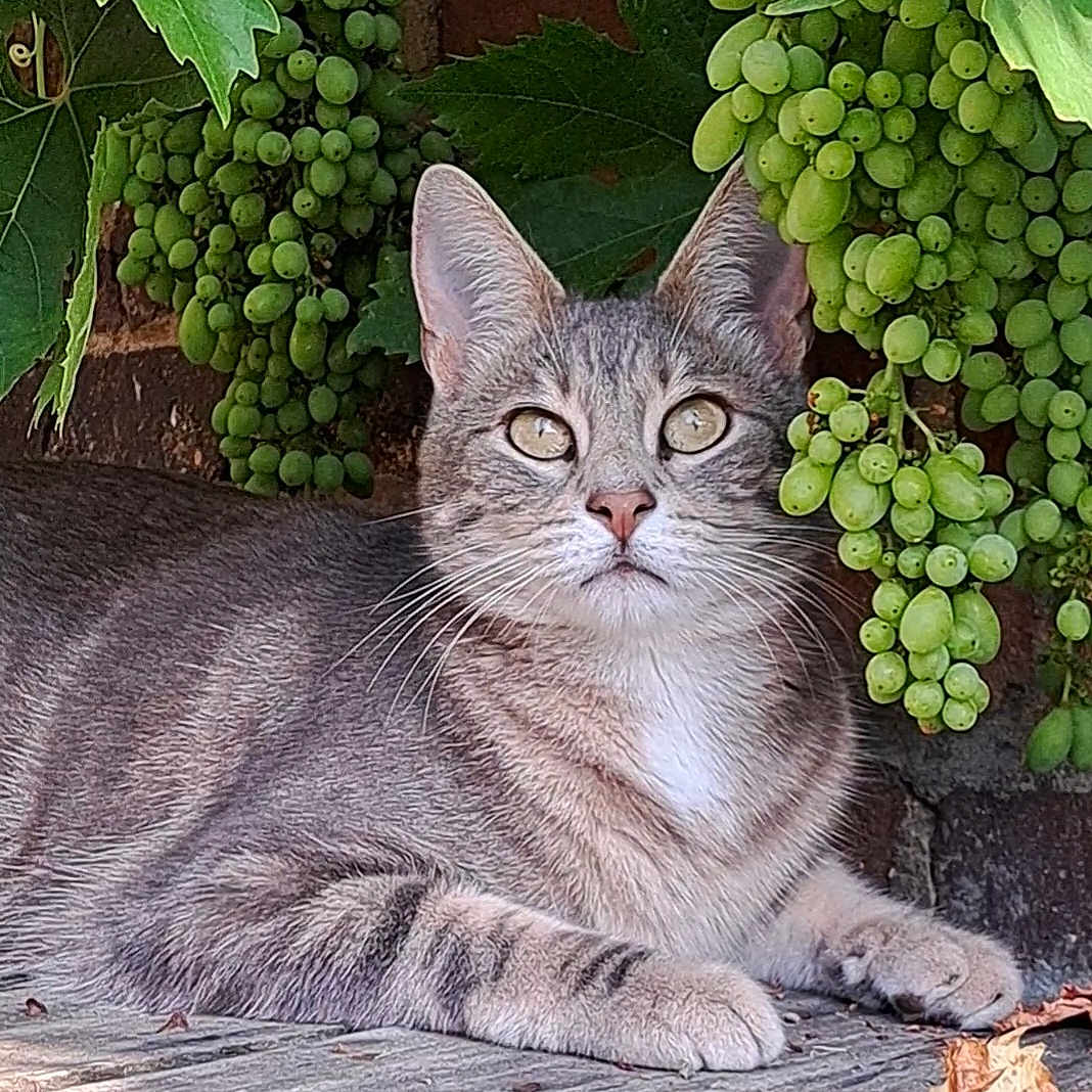 Rally participe au concours pour gagner de l'argent avec cette photo : abyssinian, angora, animal, cat, countryside, farm, food, fruit, grapes, kitten, leaf, manx, nature, outdoors, pet, plant, produce, rural, vine, vineyard