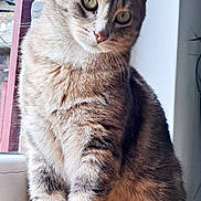 Rally participe au concours pour gagner de l'argent avec cette photo : abyssinian, angora, animal, cat, egyptiancat, hardwood, kitten, manx, pet, siamese, wood