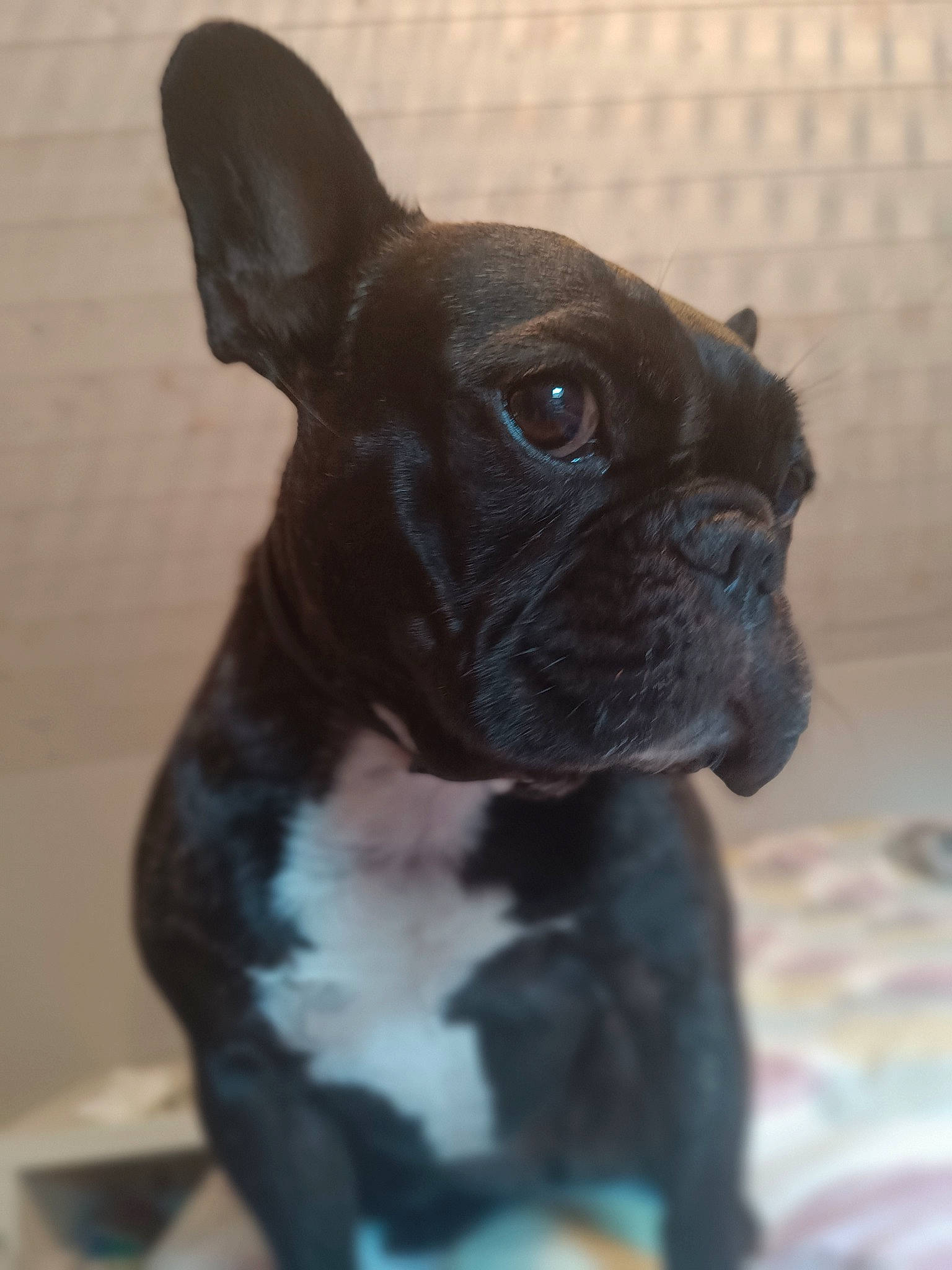 Ruby participe au concours pour gagner de l'argent avec cette photo : bulldog, canidae, carnivore, close_up, companion_dog, dog, dog_breed, ear, eye, fawn, french_bulldog, head, pug, snout, sporting_group, terrestrial_animal, toy_dog, whiskers, working_animal, wrinkle