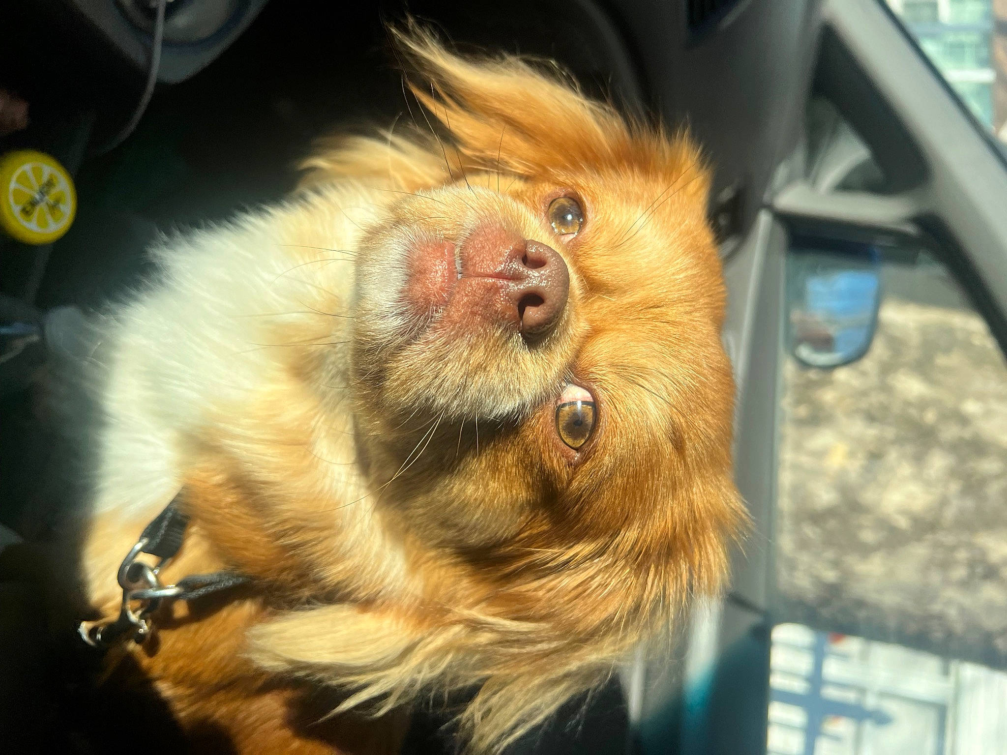 Benito joined the competition — help win amazing prizes! automotive_exterior, beard, claw, fang, fawn, feather, fur, groundhog_day, liver, metal, motor_vehicle, paw, snout, squirrel, tail, terrestrial_animal, vehicle_door, whiskers, wildlife, wing