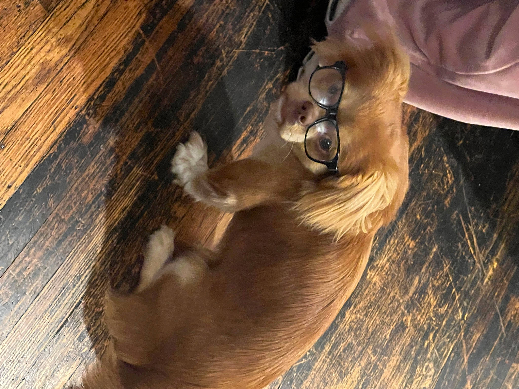 Benito joined the competition — help win amazing prizes! canidae, carnivore, comfort, companion_dog, dog, dog_breed, fawn, felidae, flooring, fur, hardwood, human_leg, liver, paw, snout, sporting_group, sunglasses, tail, whiskers, wood