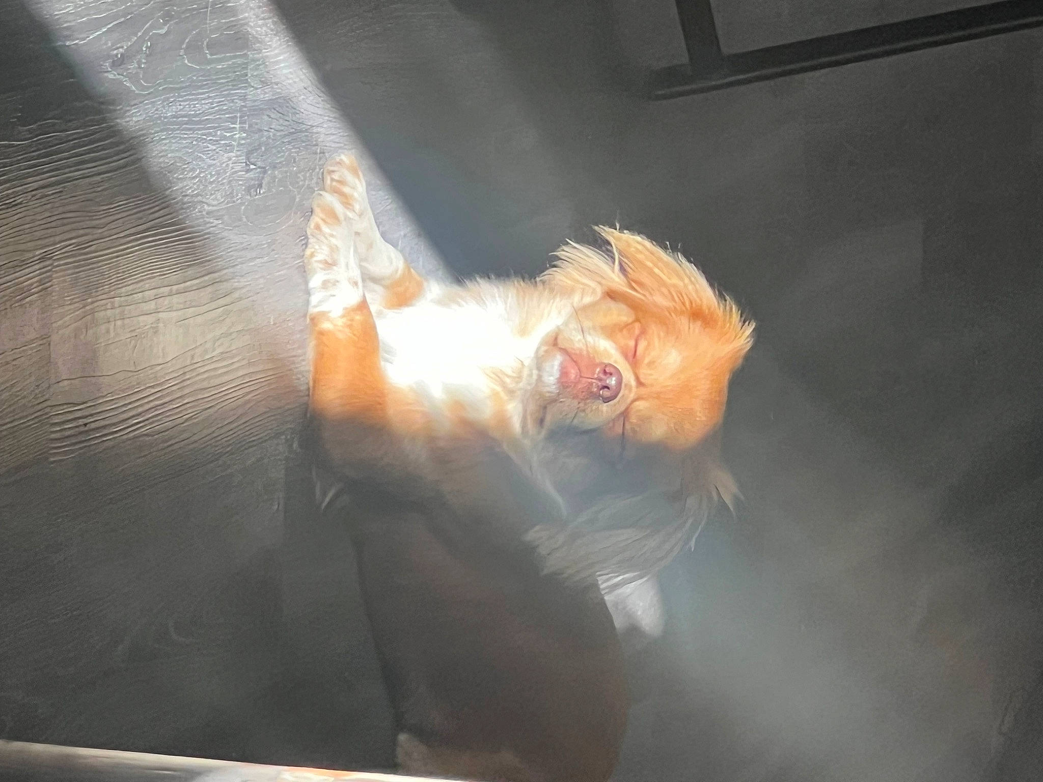 Benito is registered to the contest to win money with this photo: art, claw, event, fawn, feather, felidae, foot, fur, glass, metal, picture_frame, reflection, tail, toy, transparent_material, whiskers, windshield, wing, wood