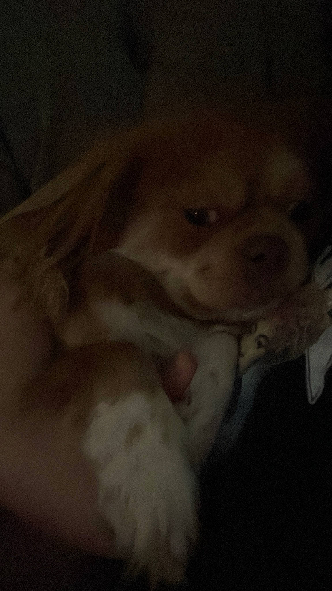 Benito is registered to the contest to win money with this photo: canidae, carnivore, comfort, companion_dog, darkness, dog_breed, ear, fawn, felidae, fur, non_sporting_group, small_to_medium_sized_cats, snout, sporting_group, toy_dog, whiskers, working_animal