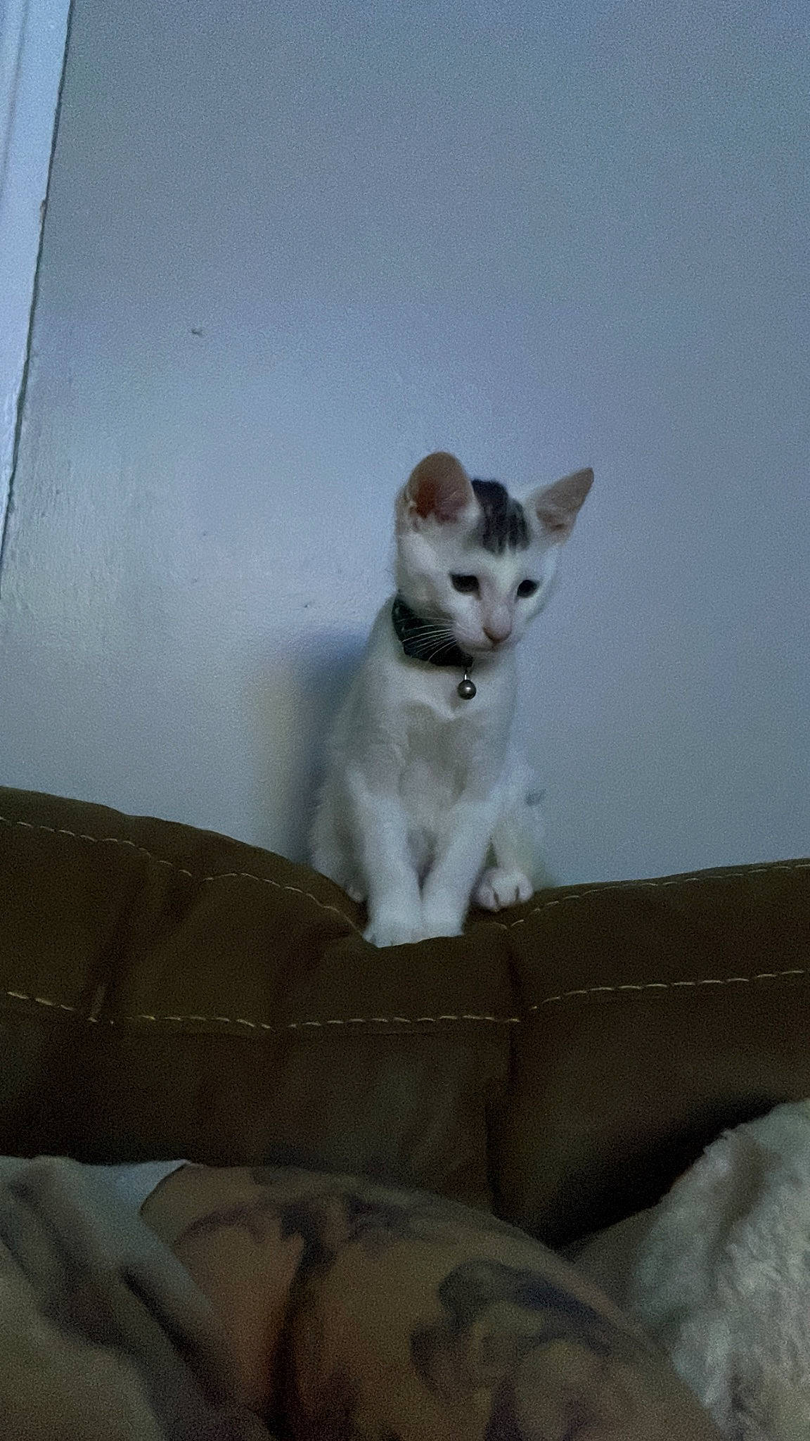 Yuki is registered to the contest to win money with this photo: carnivore, cat, comfort, couch, domestic_short_haired_cat, felidae, fur, paw, small_to_medium_sized_cats, snout, tail, terrestrial_animal, whiskers, wood