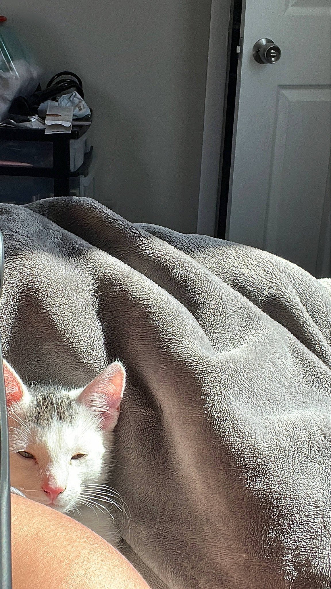 Yuki is registered to the contest to win money with this photo: bed, bedding, carnivore, cat, comfort, domestic_short_haired_cat, door, duvet, felidae, fur, grey, linens, paw, room, small_to_medium_sized_cats, snout, tail, whiskers, white, wood