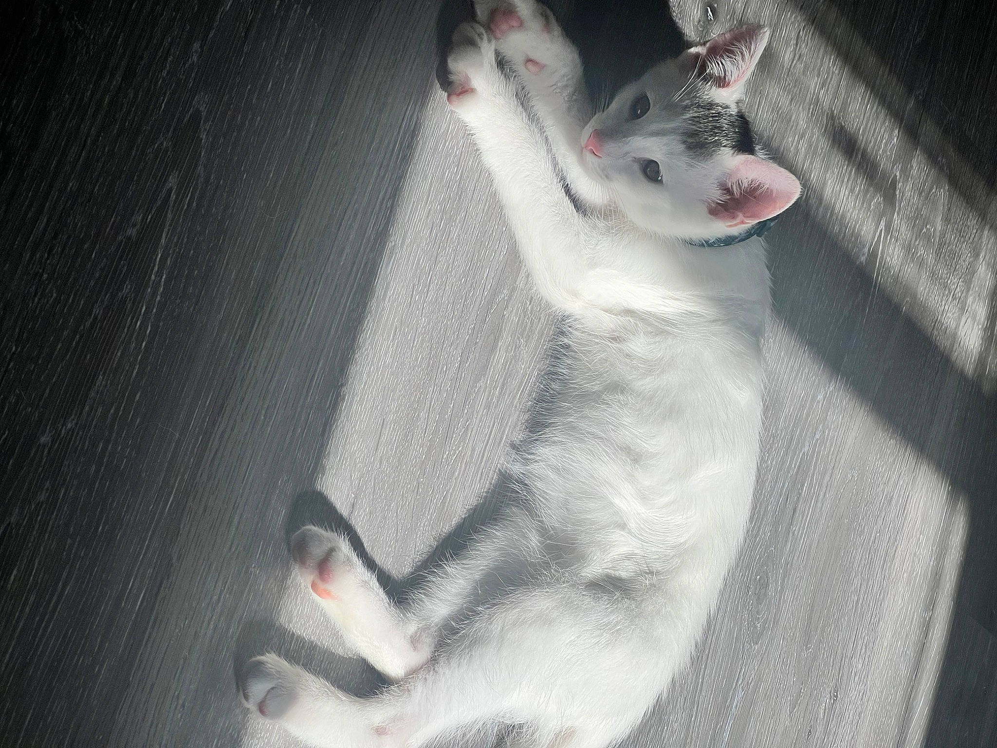 Yuki is registered to the contest to win money with this photo: canidae, carnivore, cat, darkness, dog_breed, domestic_short_haired_cat, eye, felidae, flash_photography, foot, fur, gesture, grey, jaw, paw, shadow, small_to_medium_sized_cats, snout, tail, whiskers