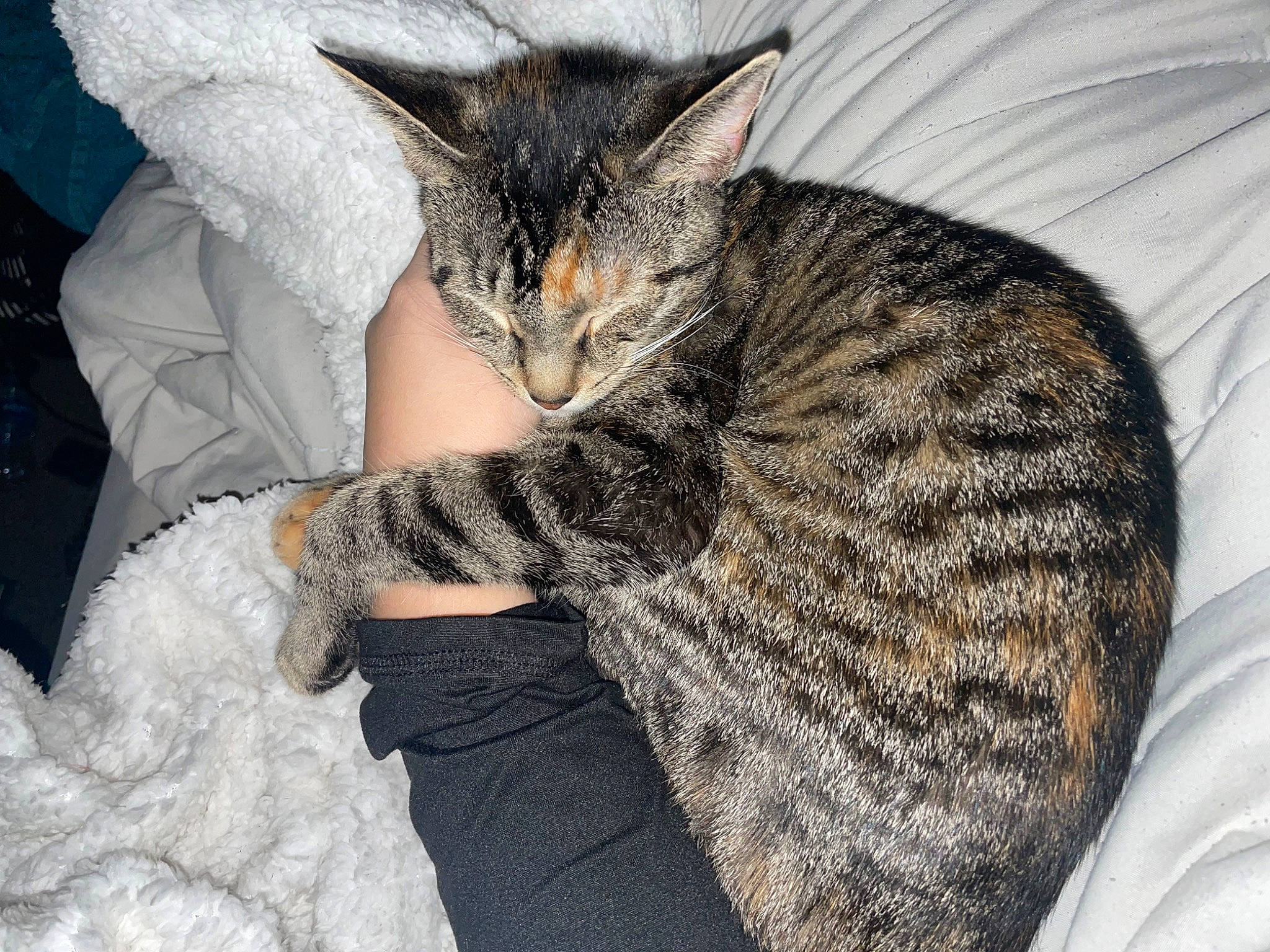 Georgia is registered to the contest to win money with this photo: carnivore, cat, claw, comfort, domestic_short_haired_cat, eye, felidae, fur, grey, hat, linens, nap, paw, sitting, sleep, small_to_medium_sized_cats, snout, tail, terrestrial_animal, whiskers