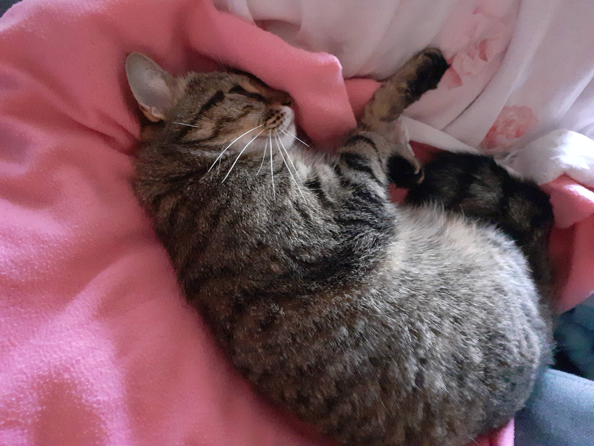 Malice participe au concours pour gagner de l'argent avec cette photo : carnivore, cat, cat_bed, claw, comfort, domestic_short_haired_cat, felidae, fur, gesture, grey, nail, nap, paw, sleep, small_to_medium_sized_cats, snout, tail, terrestrial_animal, whiskers