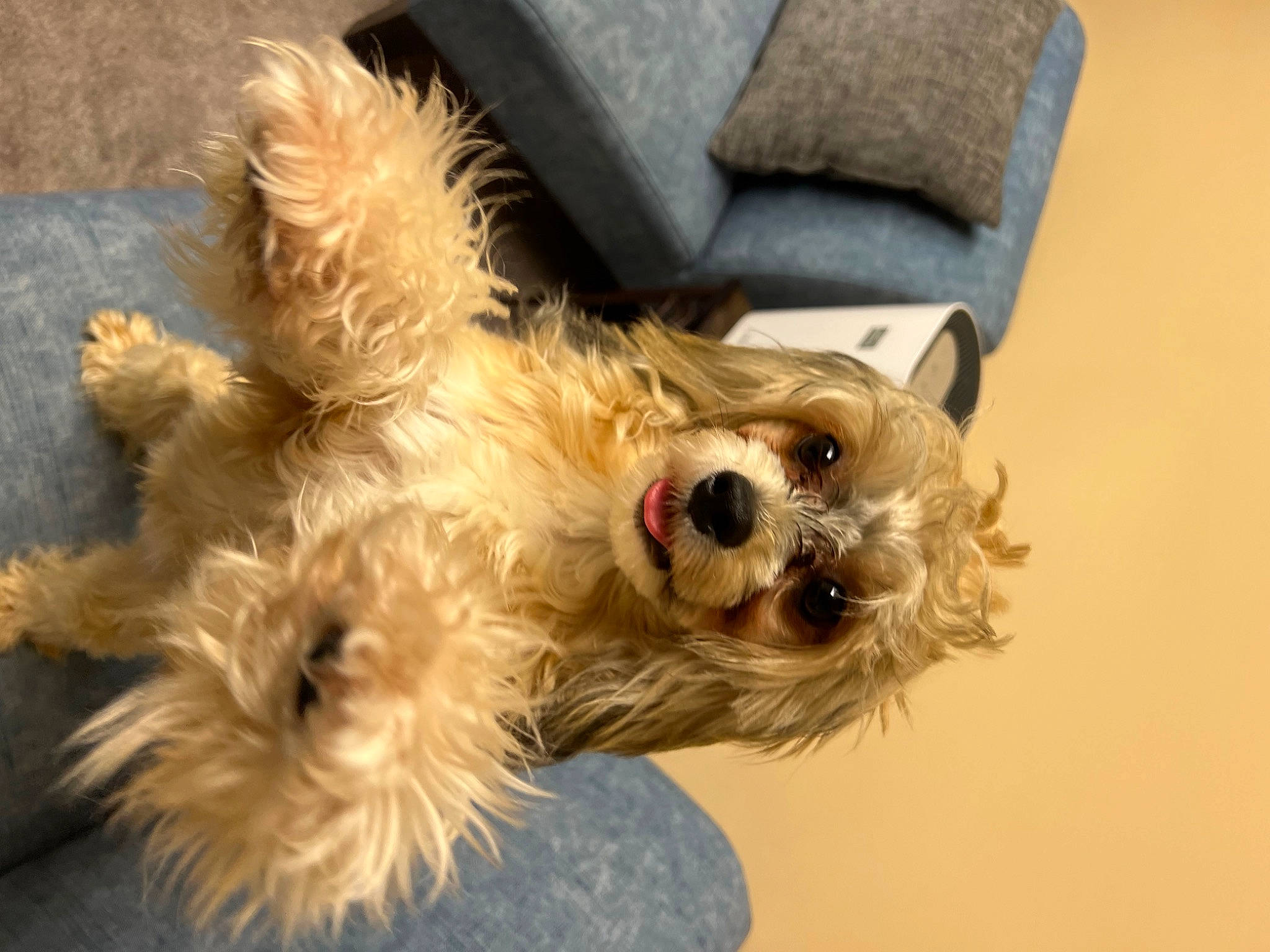 Forrest Ren is registered to the contest to win money with this photo: canidae, carnivore, companion_dog, dog, dog_breed, dog_clothes, dog_collar, dog_supply, eyewear, fawn, fur, goggles, small_terrier, snout, sporting_group, sunglasses, terrier, toy_dog, working_animal, yorkshire_terrier