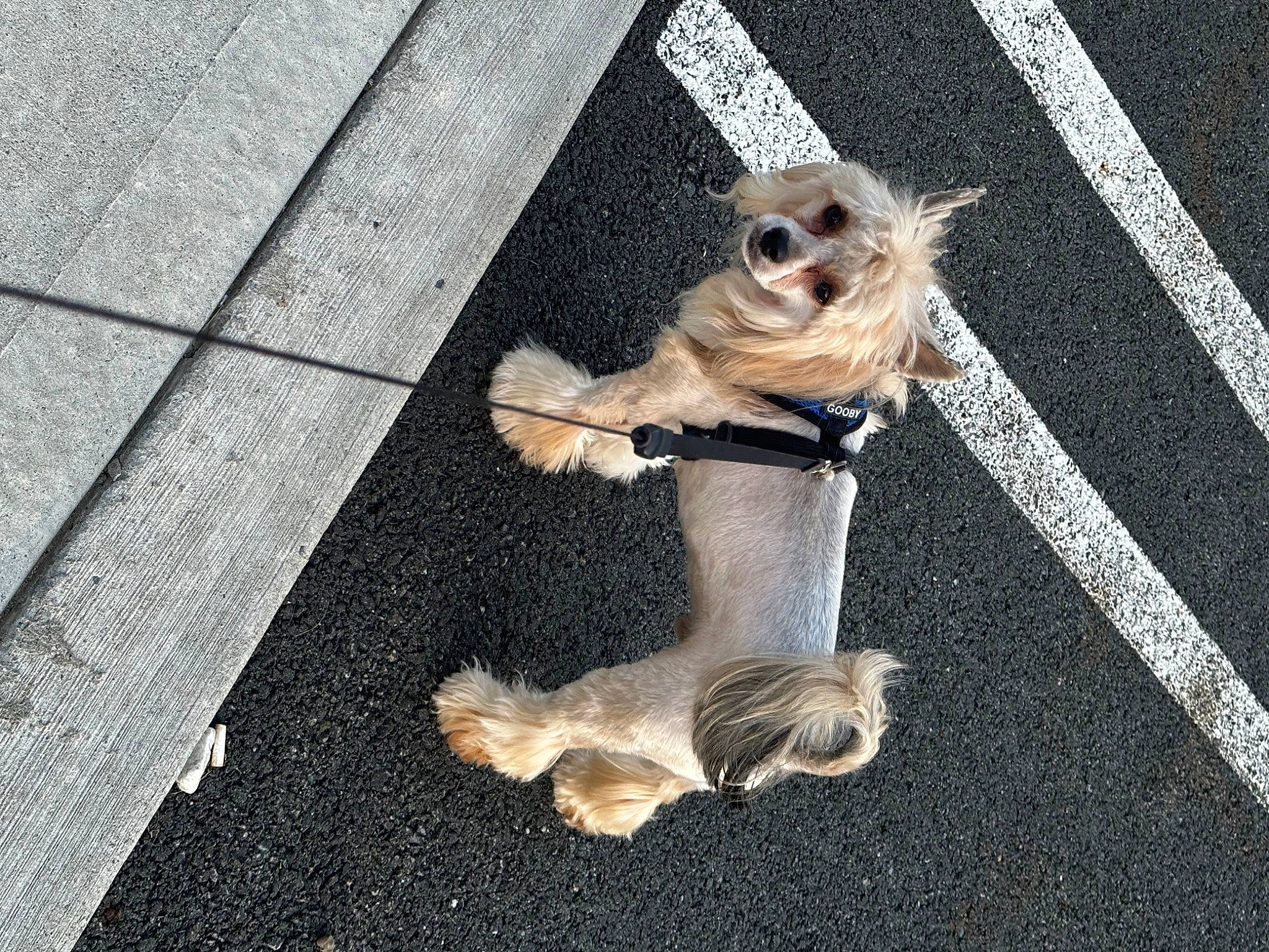 Forrest Ren is registered to the contest to win money with this photo: asphalt, carnivore, collar, companion_dog, dog, dog_breed, dog_collar, dog_supply, eyewear, fawn, glasses, leash, pet_supply, road_surface, snout, sunglasses, toy_dog, vision_care, wood, working_animal