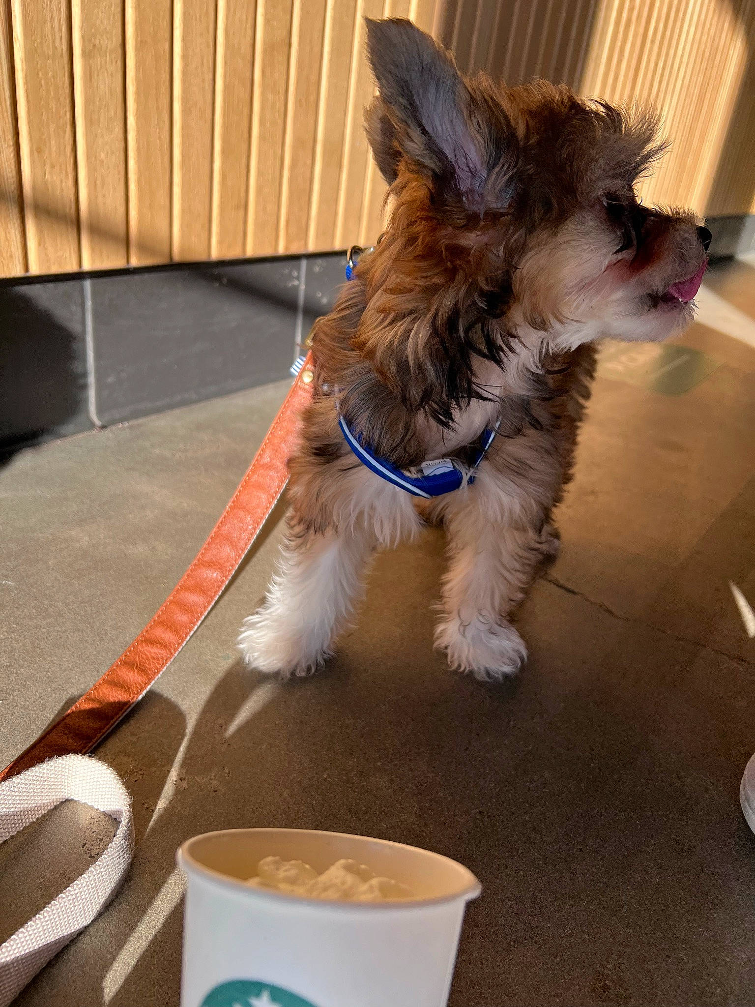 Forrest Ren joined the competition — help win amazing prizes! bucket, carnivore, collar, companion_dog, cup, dog, dog_breed, dog_collar, dog_supply, drinkware, fashion_accessory, flooring, fur, leash, pet_supply, small_terrier, tail, terrier, toy_dog, working_animal