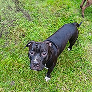 Chief is registered to the contest to win money with this photo: dog, black_dog, grass, outdoor, pet, animal, canine, white_paws, lawn, curious, standing, looking_up, ears, tail, muzzle, snout, two_dogs, background, footwear, watermark