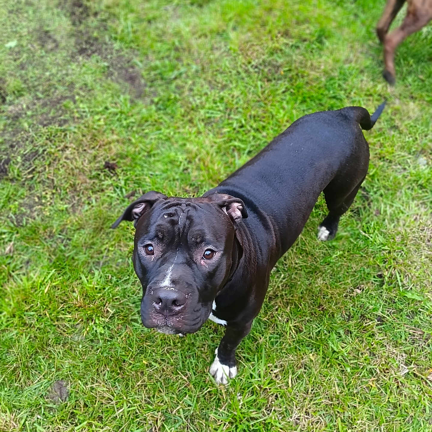 Chief is registered to the contest to win money with this photo: dog, black_dog, grass, outdoor, pet, animal, canine, white_paws, lawn, curious, standing, looking_up, ears, tail, muzzle, snout, two_dogs, background, footwear, watermark