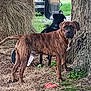 dog, brindle_dog, black_dog, tree, hay_bale, wheelbarrow, truck, grass, trunk, tag, leaves, outdoors, portrait, animal, pet, curious, ground, toy, dirt, country