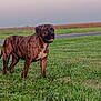 dog, brindle_coat, large_dog, grass, field, standing, tongue_out, muzzle, pet, canine, outdoor, pasture, road, horizon, greenery, portrait, summer, rural, cute, companion